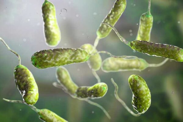 Alerta en EE.UU. por brote récord de bacteria “comecarne”: ya hay varios muertos