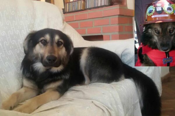 Murió Petardo, el perro marchista que se volvió símbolo de Potosí