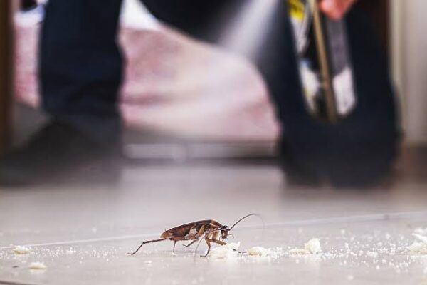 Intentó matar una cucaracha con aerosol y fuego: provocó un incendio, dejó una persona muerta